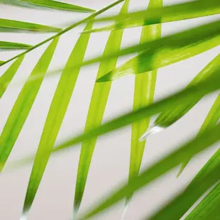 Fondo planta Fondo planta