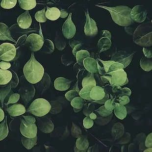 Fondo plantas home Fondo plantas home